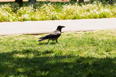 çimenlerin üzerinde yürüyüş kuzgun