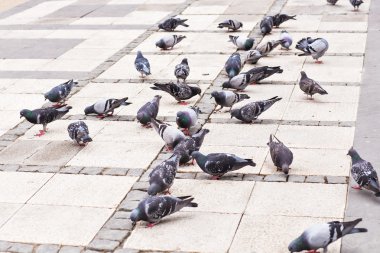  Güvercinler sürüsü