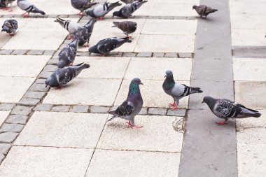  Güvercinler sürüsü