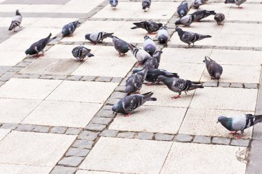  Güvercinler sürüsü