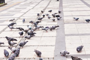  Güvercinler sürüsü