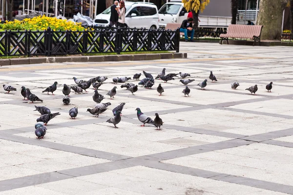  Güvercinler sürüsü