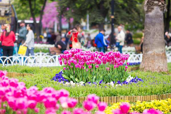 Тюльпаны в Стамбуле
