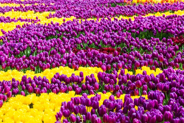 Tulips in Istanbul — Stock Photo, Image