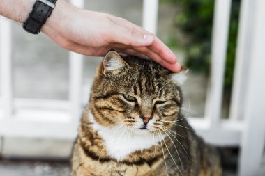 şişman tembel kedi