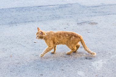 Sokakta kırmızı kedi