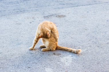 Sokakta kırmızı kedi