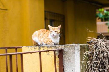 Sokakta kırmızı kedi