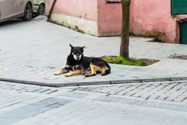 sokak köpeği yalan