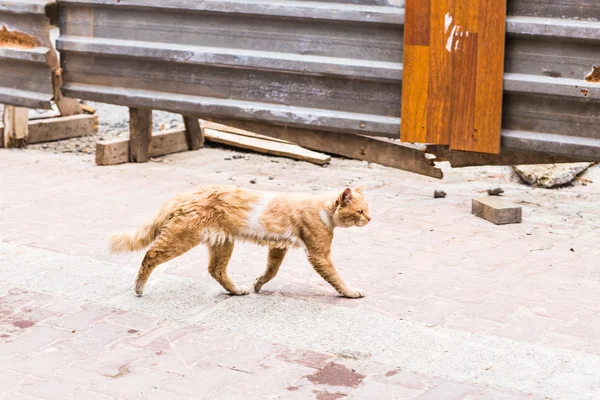 Gato na rua — Fotografia de Stock