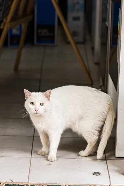 Белая кошка на улице — стоковое фото