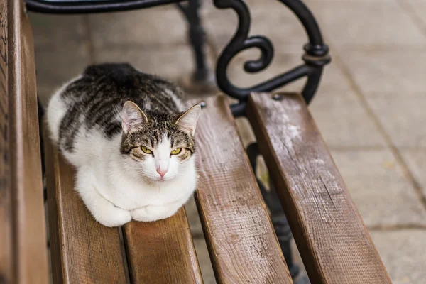 Katt på gatan — Stockfoto