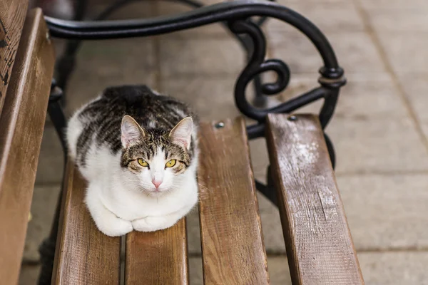 Gato en la calle —  Fotos de Stock