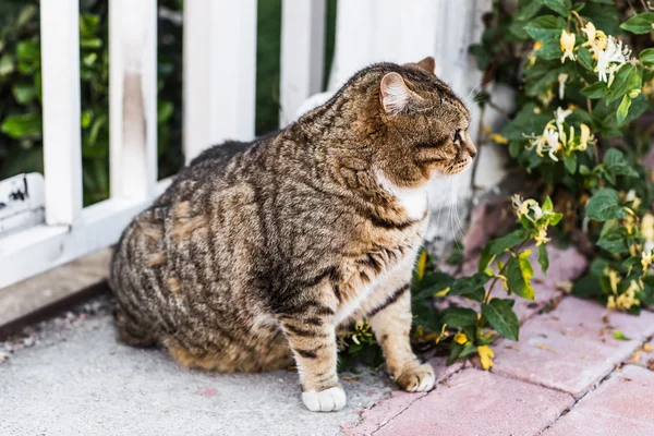 Tłuszczu leniwy kot — Zdjęcie stockowe