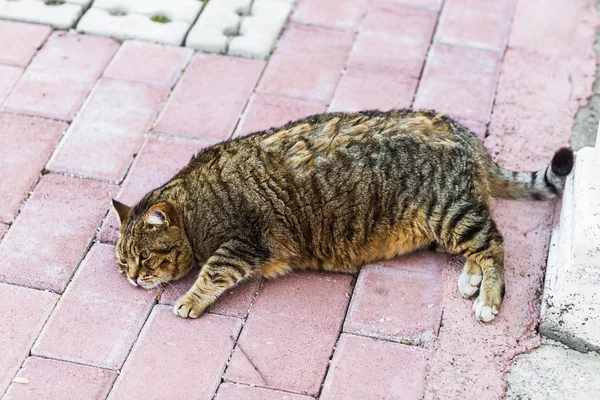 Fette faule Katze — Stockfoto