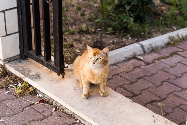 通りにある赤い猫は — ストック写真