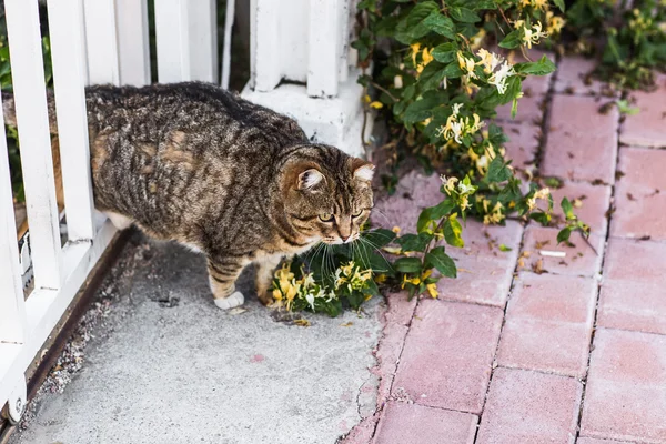 Fat lazy cat — Stock Photo, Image