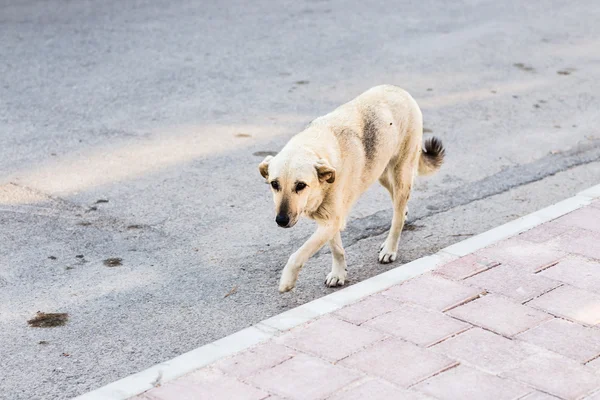 Street dog — Stock Photo, Image