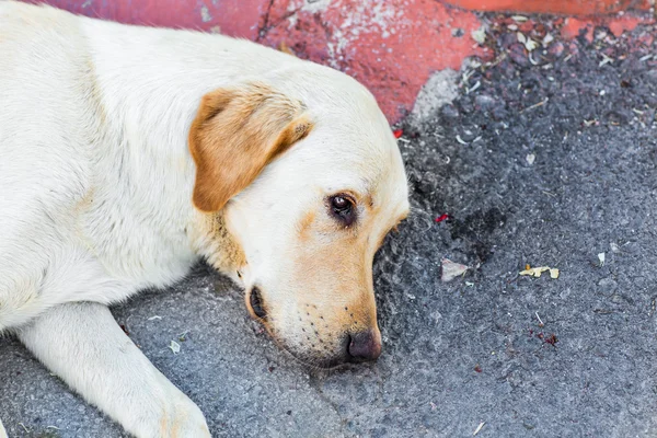 Street dog lying — Stock Photo, Image