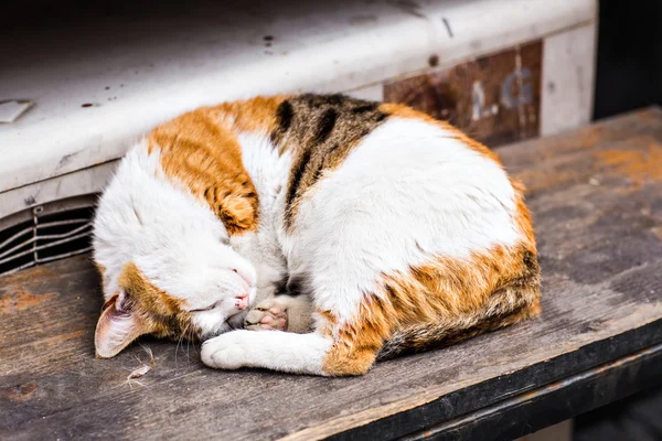 Gato dormido en la calle —  Fotos de Stock