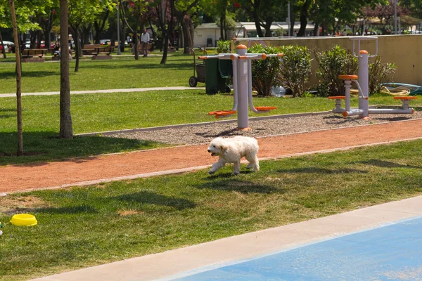 Cão de rua — Fotografia de Stock