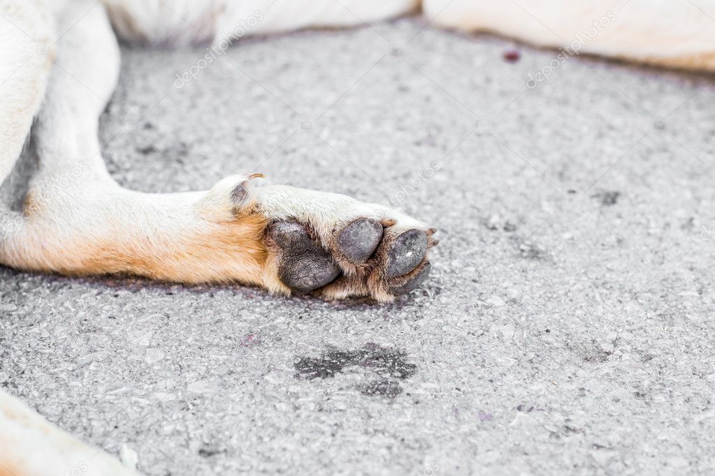 dog paw with pads
