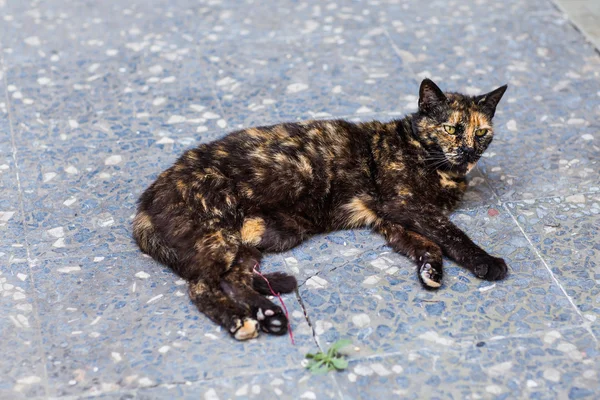 Kot na ulicy — Zdjęcie stockowe