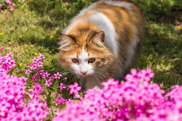 Lindo gato en las flores —  Fotos de Stock
