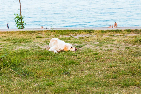 거짓말 하는 거리 개 — 스톡 사진