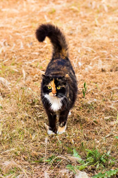 Chat dans la rue — Photo