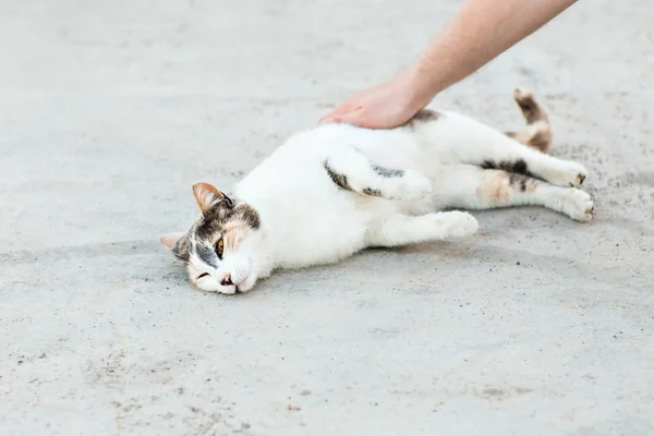 Gato na rua — Fotografia de Stock