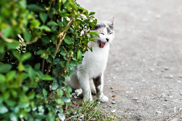 Divertido gato bostezando boca llena —  Fotos de Stock