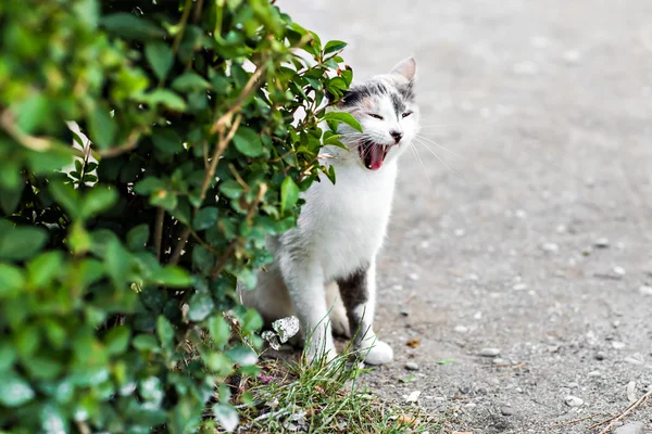 Gato engraçado bocejo boca cheia — Fotografia de Stock