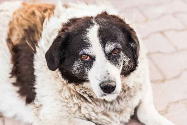 Old dog — Stock Photo, Image