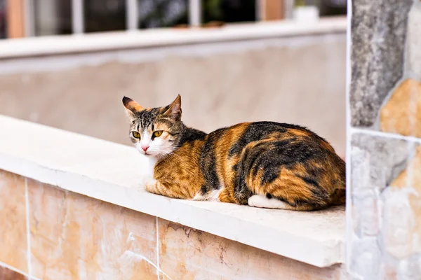 Katt på gatan — Stockfoto