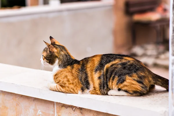 Kočka na ulici — Stock fotografie