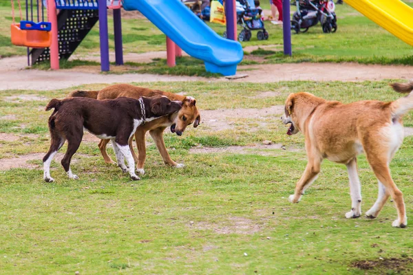 Tre hundar spela tillsammans — Stockfoto