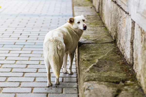 Homeless sad dog — Stock Photo, Image