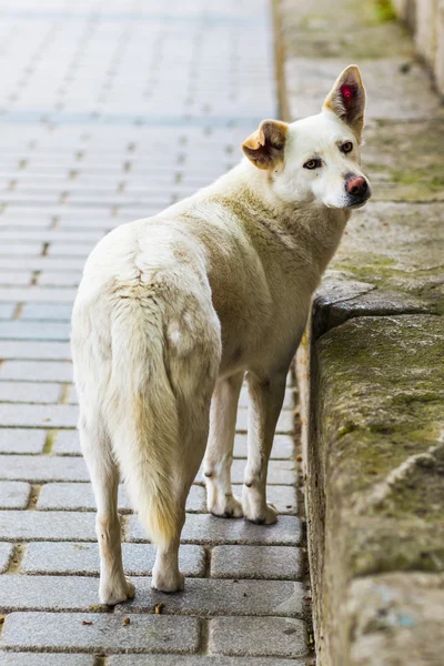 Homeless sad dog — Stock Photo, Image