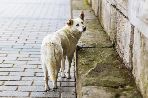 Homeless sad dog — Stock Photo, Image