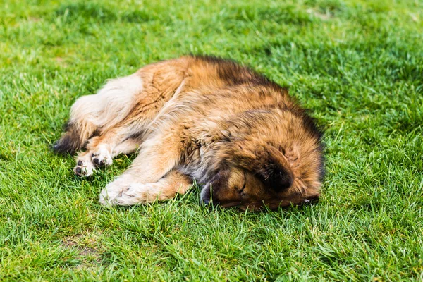 Street dog lying — Stock Photo, Image