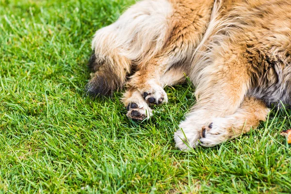 Dog paw with pads — Stock Photo, Image