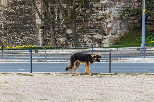 Cão de rua — Fotografia de Stock