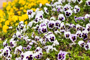 yapraksız ağaçlar ve gökyüzü