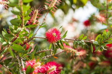 kabarık kırmızı çiçek ve bir arı