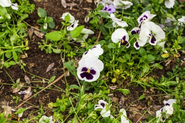 yapraksız ağaçlar ve gökyüzü