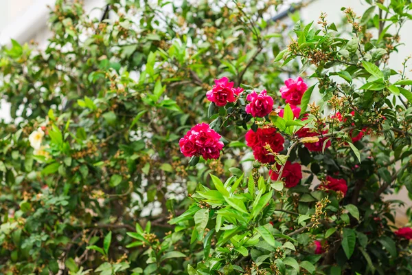 Růže v zahradě — Stock fotografie