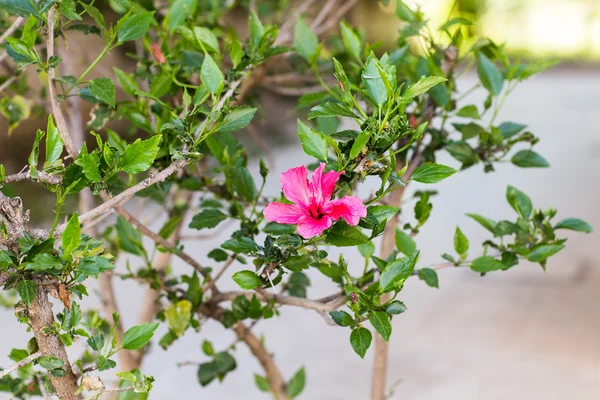 Flor vermelha de Hibisco — Fotografia de Stock