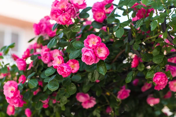 Pink rose bush — Stock Fotó