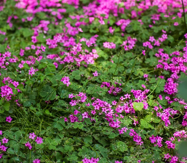 Rózsaszín virágok a Földközi-tenger partján — Stock Fotó